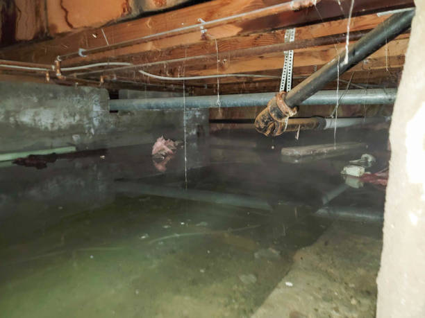 Best Basement water damage restoration  in St Leon, IN